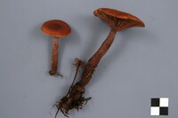 Lactarius camphoratus image